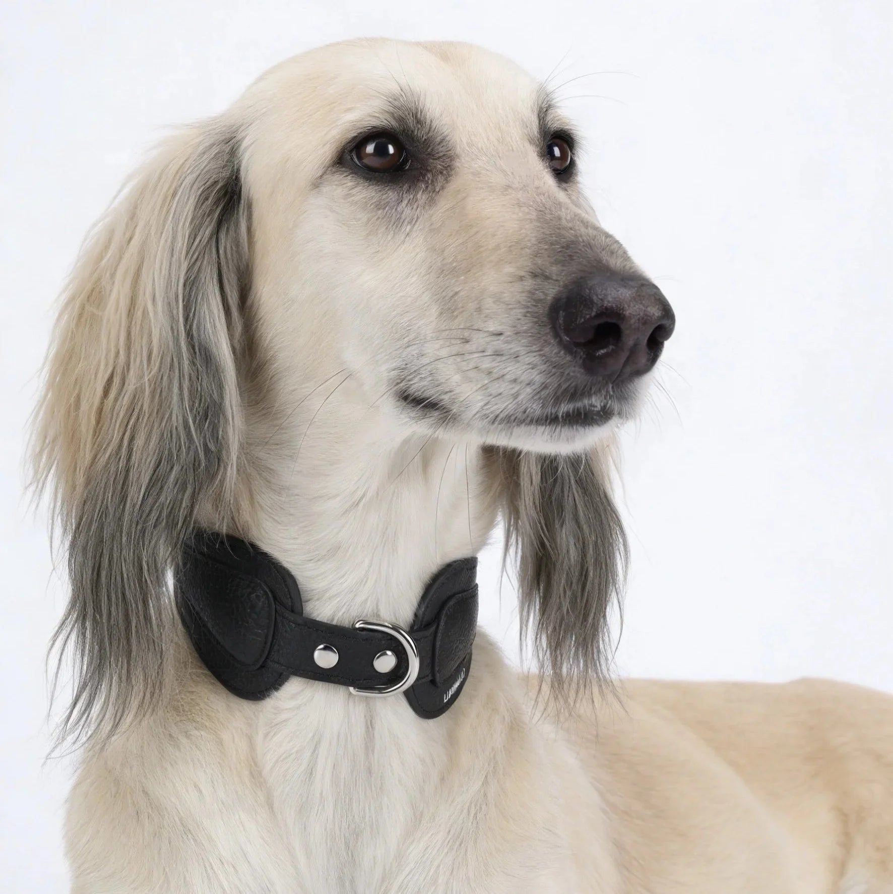 Leather Dog Collar