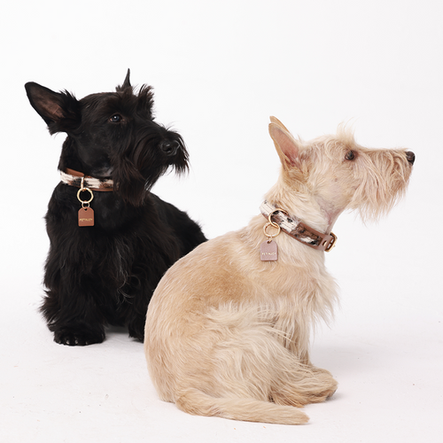 Tree-bark leather horsehair patchwork collar on two dogs - saddle brown pet collar set