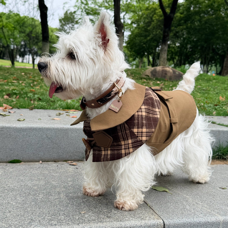 Dog wearing horsehair leather collar in outdoor park setting - lifestyle pet accessory