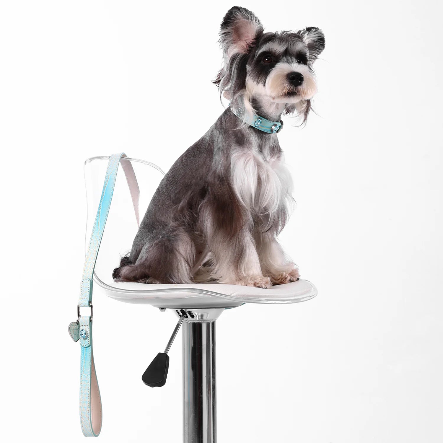 A grey and white Miniature Schnauzer sitting on a white modern stool wearing a light blue iridescent leather dog collar with gemstones, featuring its matching leash hanging beside it.