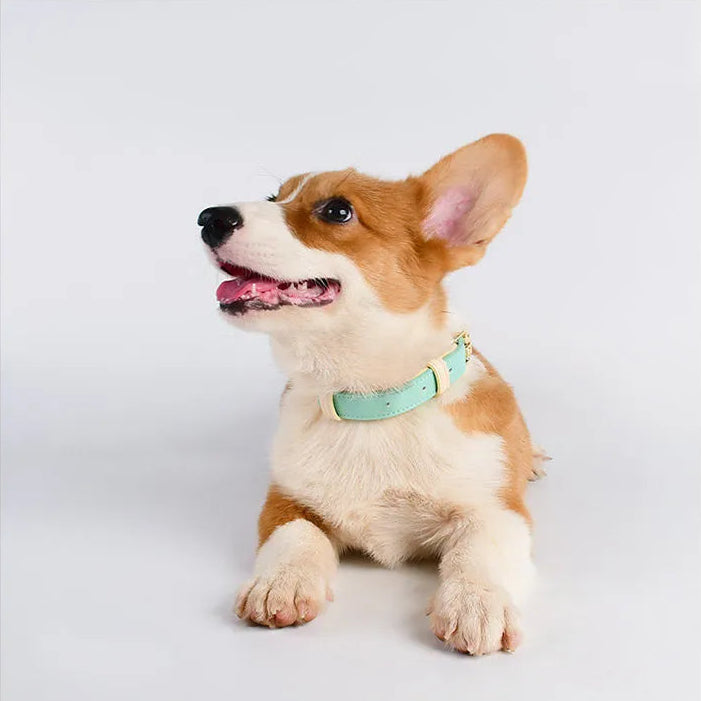 A collection of four adjustable leather dog collars in pastel shades of light blue, pink, lavender, and mint green, featuring polished gold hardware and set against a minimalist white background.