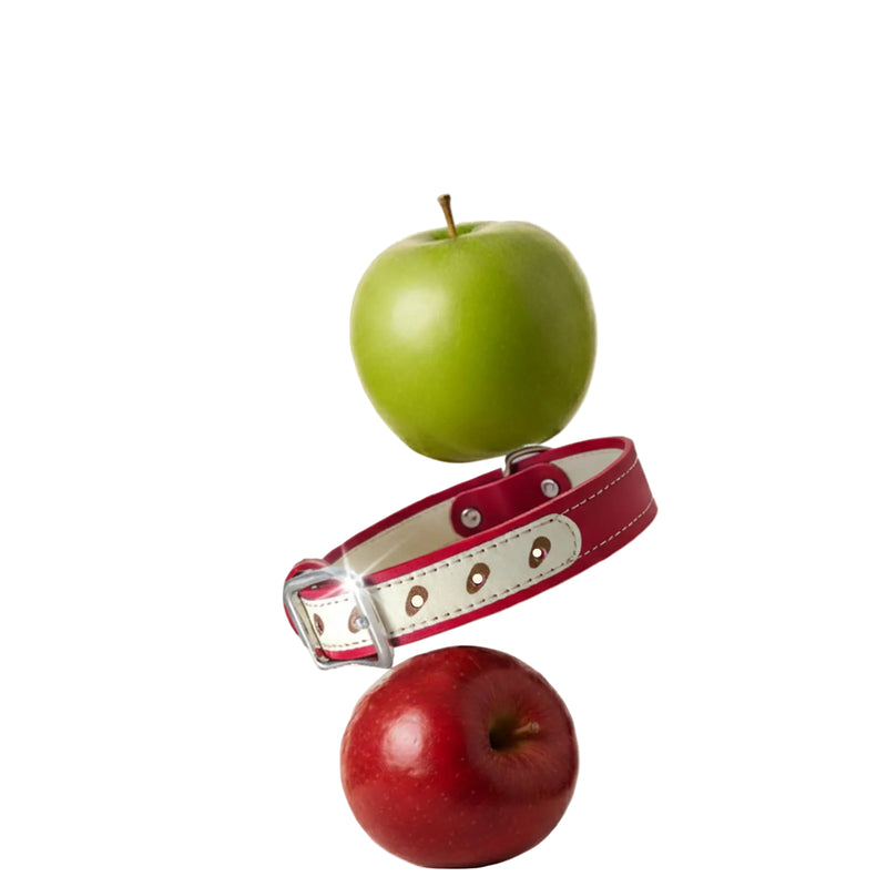 Apple-inspired leather pet collar concept shot with red and green apples