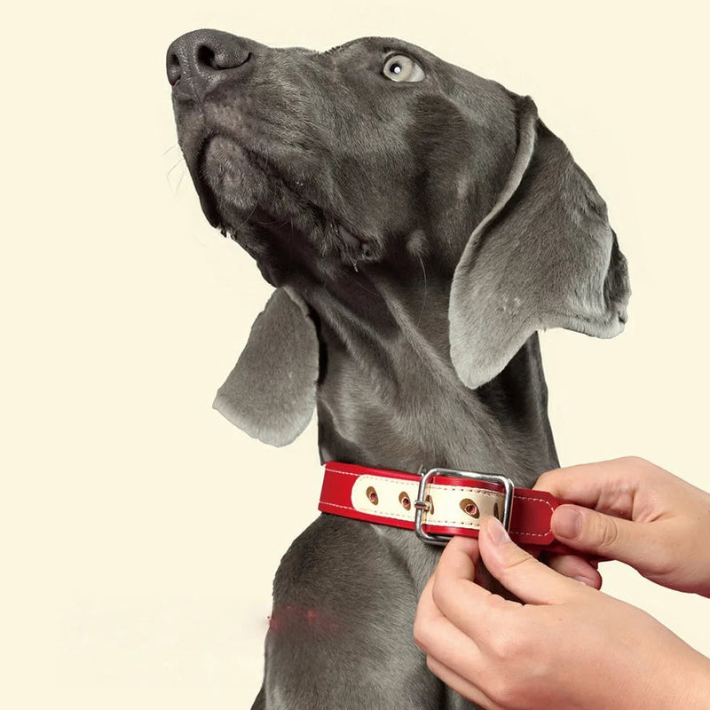 Apple-design leather collar on Weimaraner dog - lifestyle wearing shot