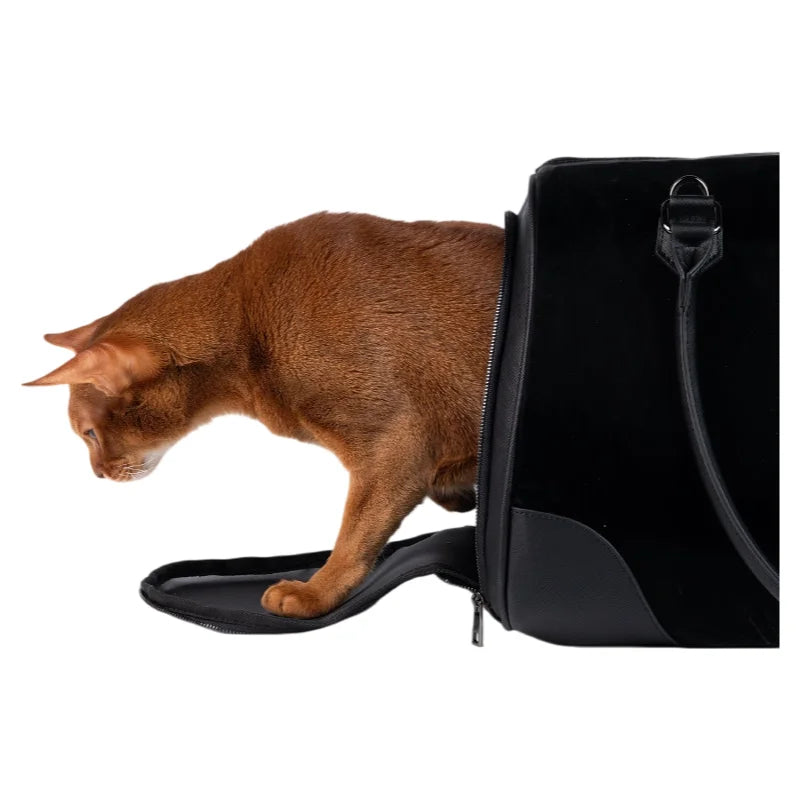 Black leather pet carrier bag with orange cat inside, silver hardware