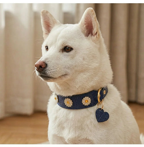 Blue Crocodile Embossed Leather Dog Collar with Crystal Daisy - white dog wearing navy blue collar with gold daisy studs