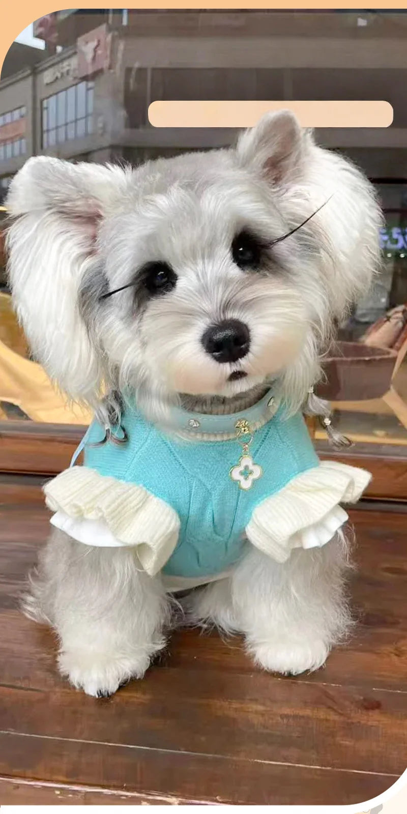 Blue flower studs leather collar on small dog - lifestyle fashion shot