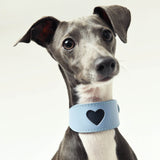 Blue heart cutout leather sighthound collar on grey greyhound - front view