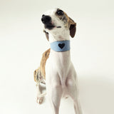 Blue heart cutout leather collar on brindle greyhound - side view