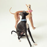 Two greyhounds wearing blue and pink heart cutout leather collars together