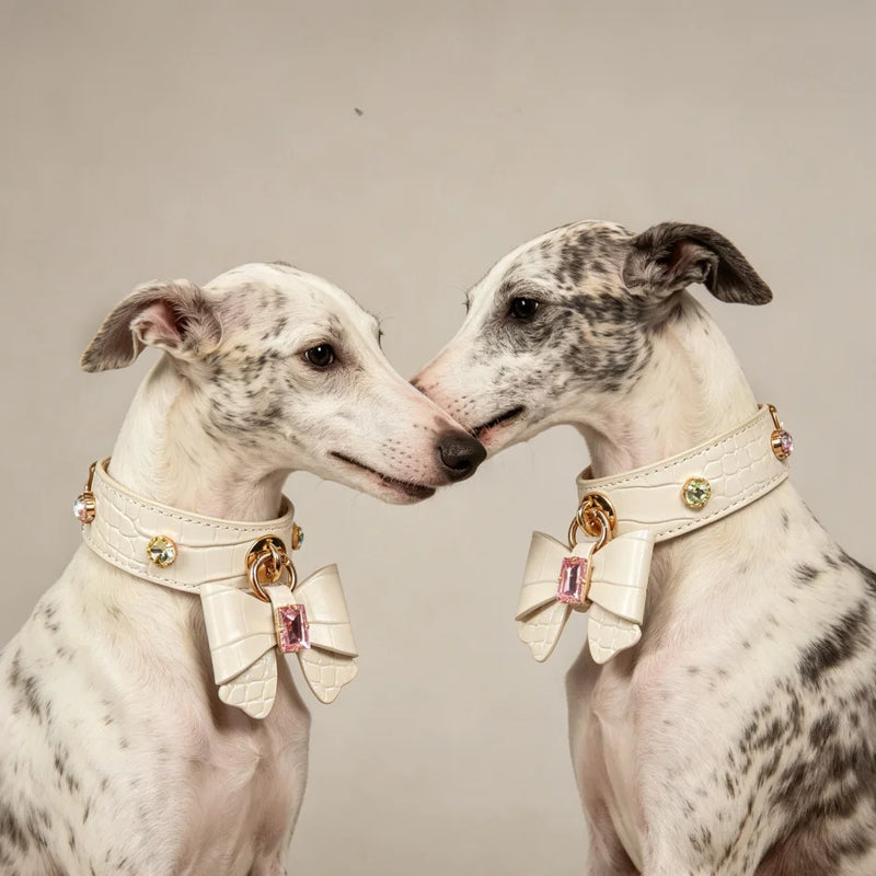 Dog wearing white crystal bow collar showing gold buckle and crocodile-embossed leather texture