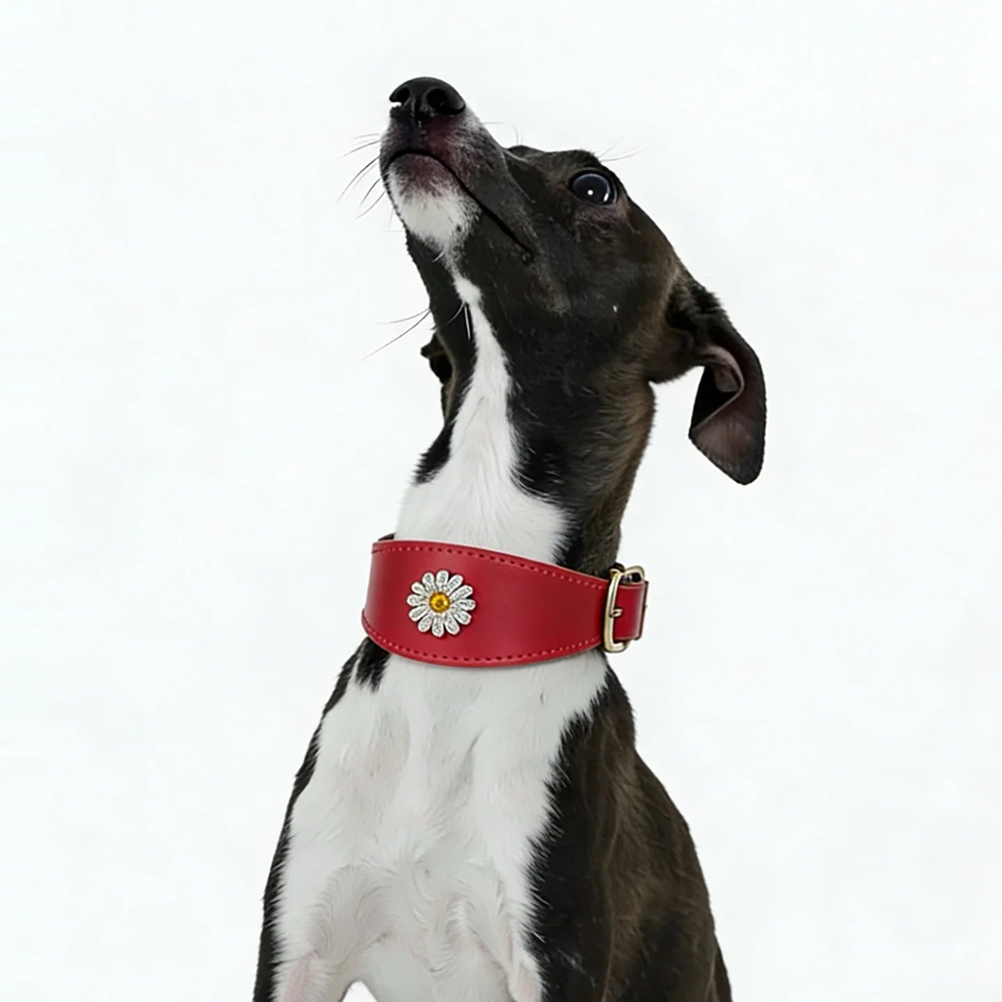 Red box leather crystal daisy collar on greyhound sighthound - lifestyle side view