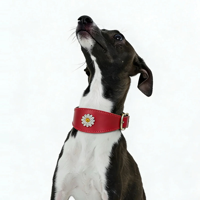 Red box leather crystal daisy collar on greyhound sighthound - lifestyle side view