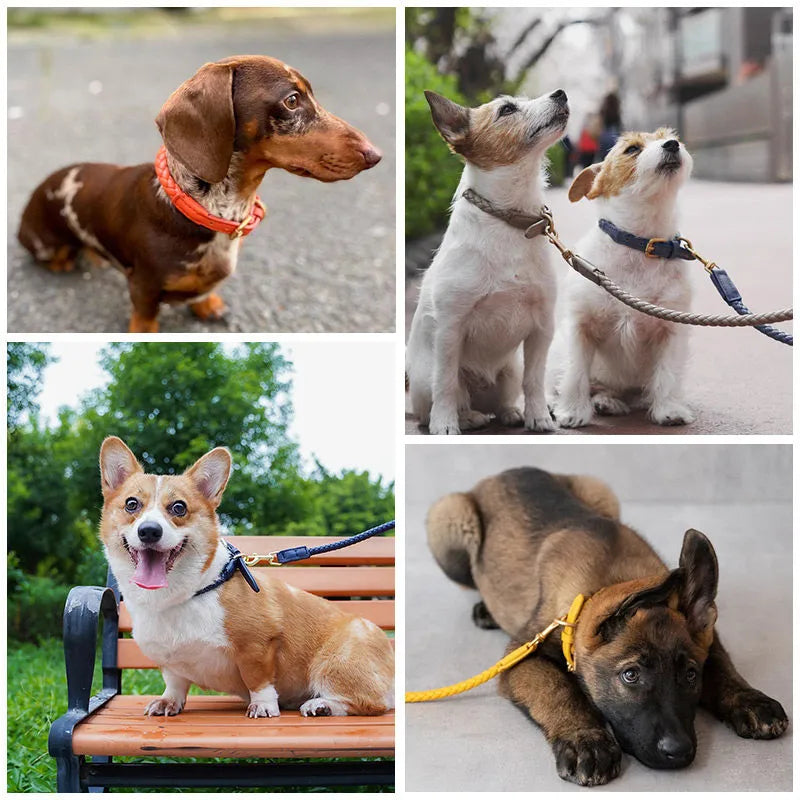 A collage of several dog breeds including a dachshund, corgi, and German Shepherd puppy wearing stylish braided leather collars and matching leashes in vibrant orange, deep blue, and bright yellow colors.