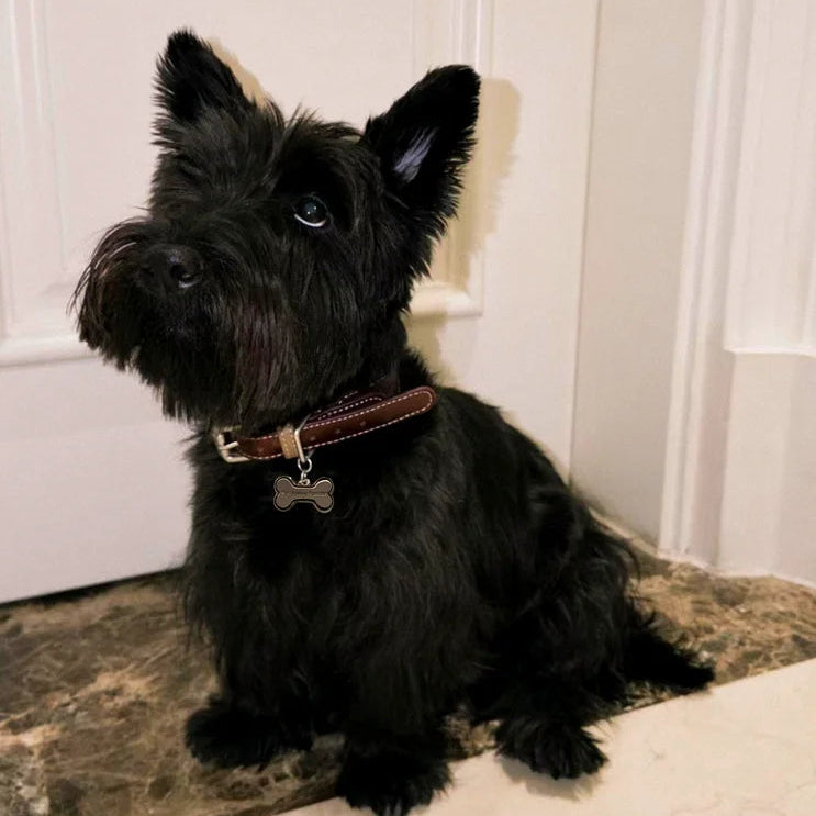 Burgundy leather anti-pull dog collar on black Scottish Terrier - lifestyle