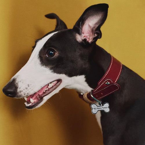 Burgundy genuine leather wide-band dog collar on greyhound - side profile shot