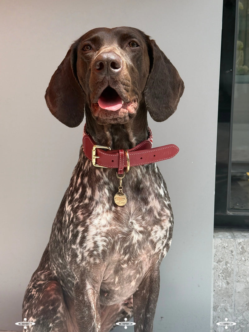 A German Shorthaired Pointer dog sits alertly, showcasing a high-quality burgundy red leather collar with elegant gold-colored hardware and a circular engraved tag.