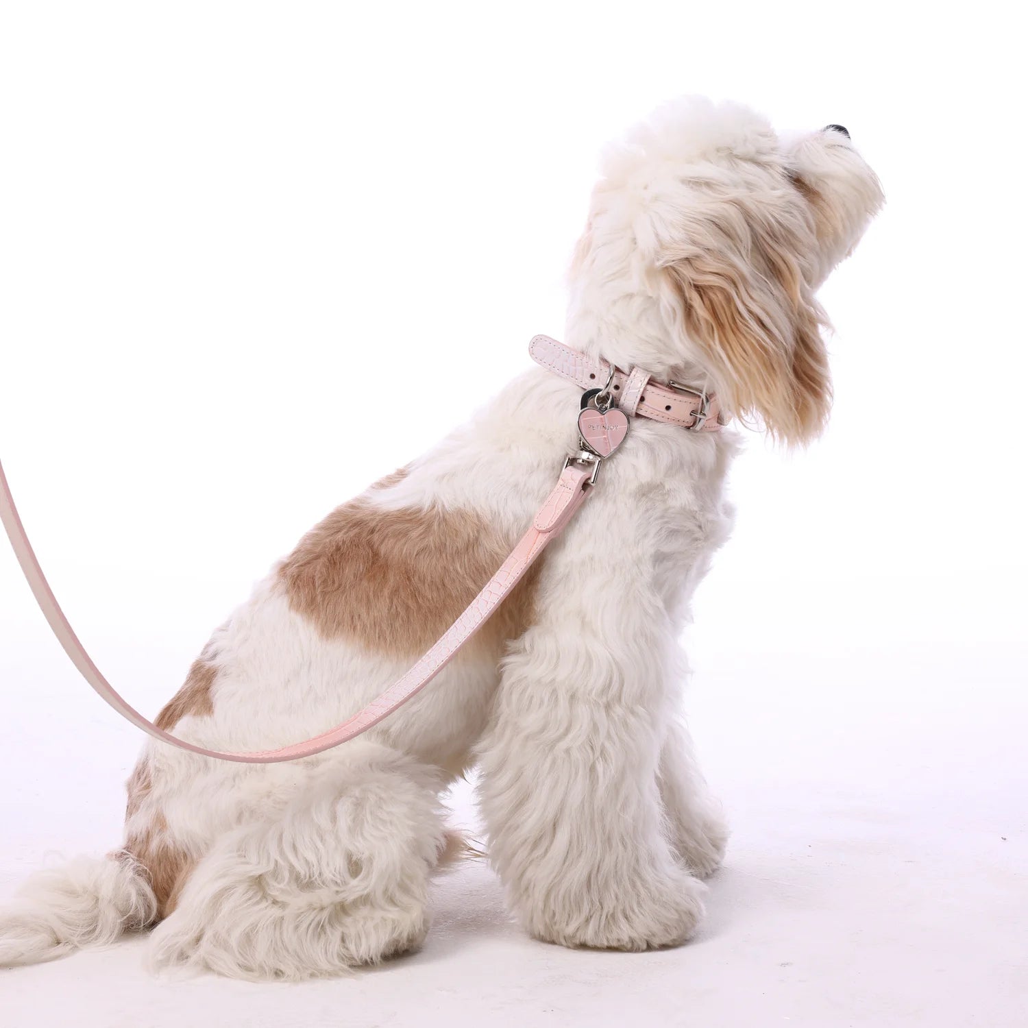 A white and brown fluffy dog sitting down, wearing a  luxury iridescent light pink leather collar and matching leash set against a white background.