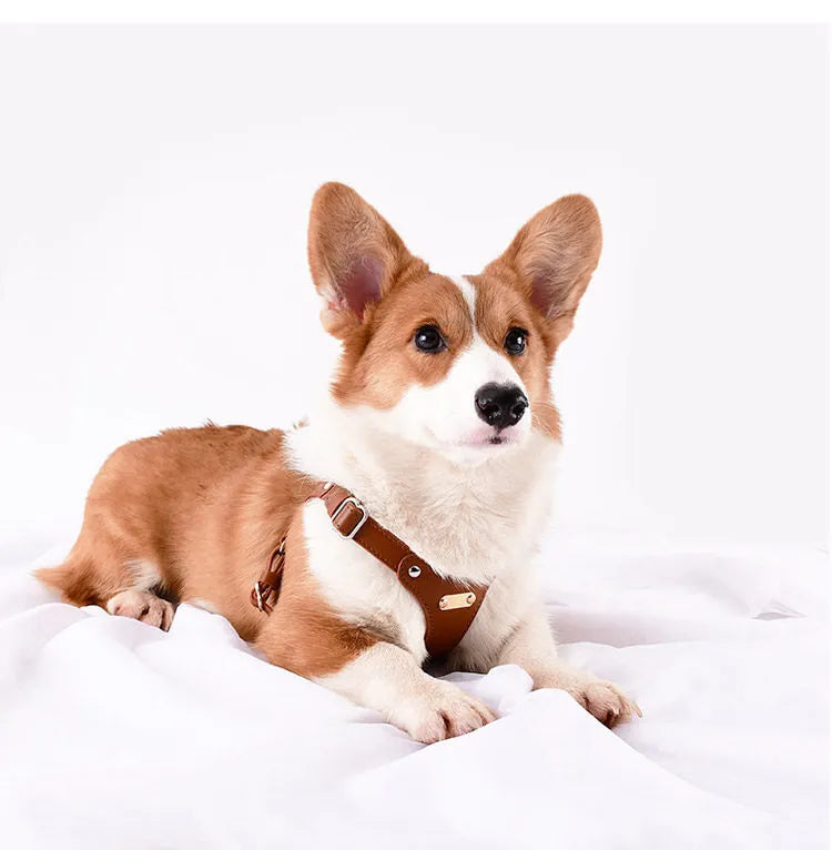 A tan and white Pembroke Welsh Corgi puppy wearing a stylish brown leather chest harness with silver hardware, lying down on a soft white bed sheet.