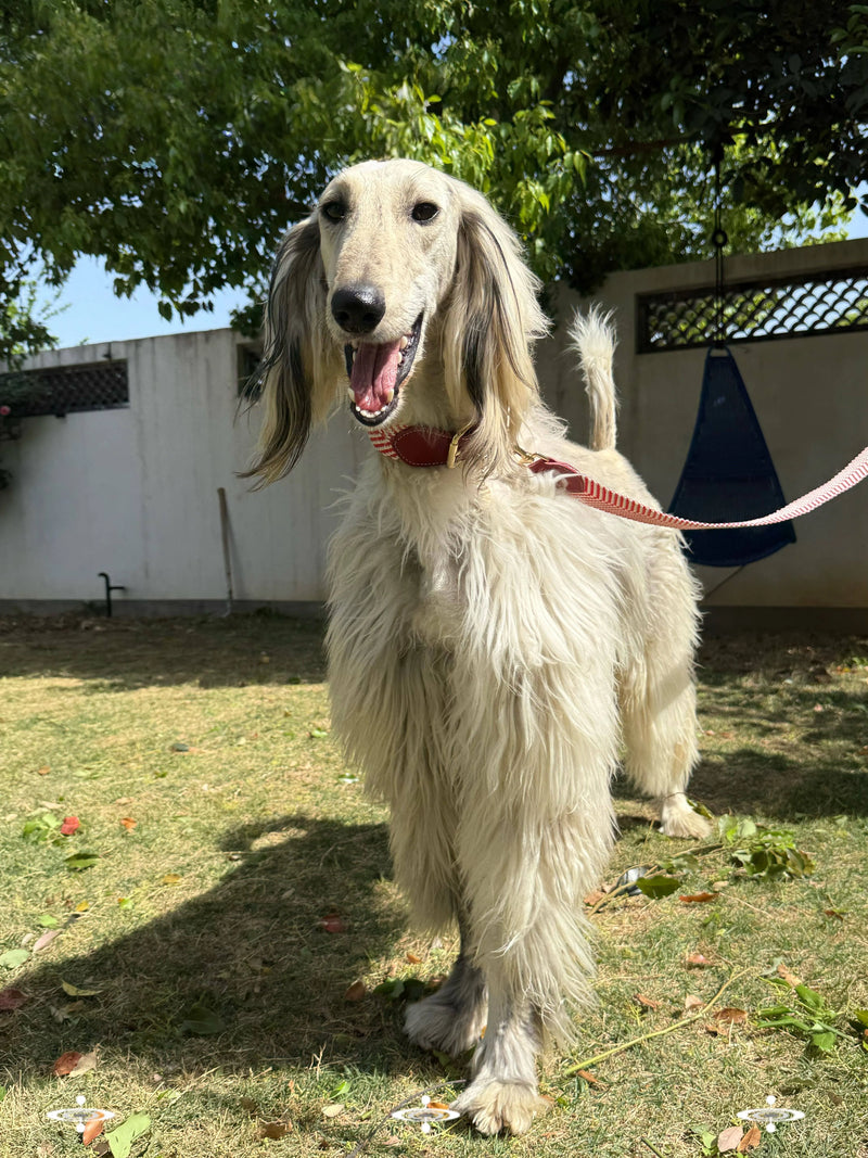A happy, long-haired cream Afghan Hound stands on green grass in a sunny yard, wearing a red collar and a matching red-and-white striped leash.