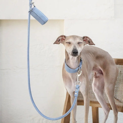 Italian Greyhound wearing Denim Blue collar - front view