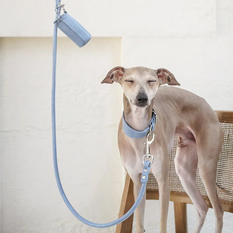 Italian Greyhound wearing Denim Blue collar - front view