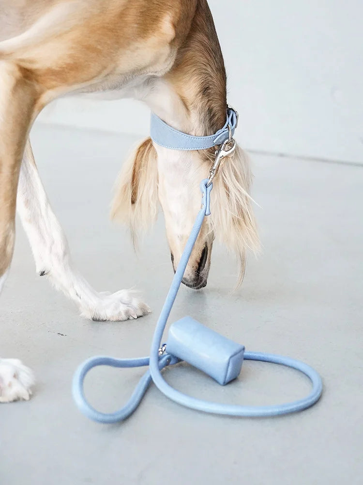 Happy sighthound wearing Denim Blue collar set