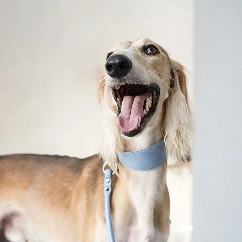Denim Blue sighthound collar and leash set on Italian Greyhound