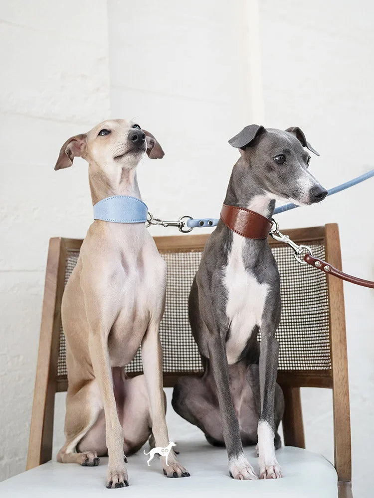 Two sighthounds wearing Denim Blue and brown collar sets
