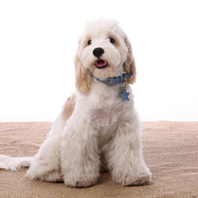 A cute fluffy white and tan Cockapoo sitting on a textured beige rug, wearing a blue denim collar with a matching star-shaped tag against a clean white background.