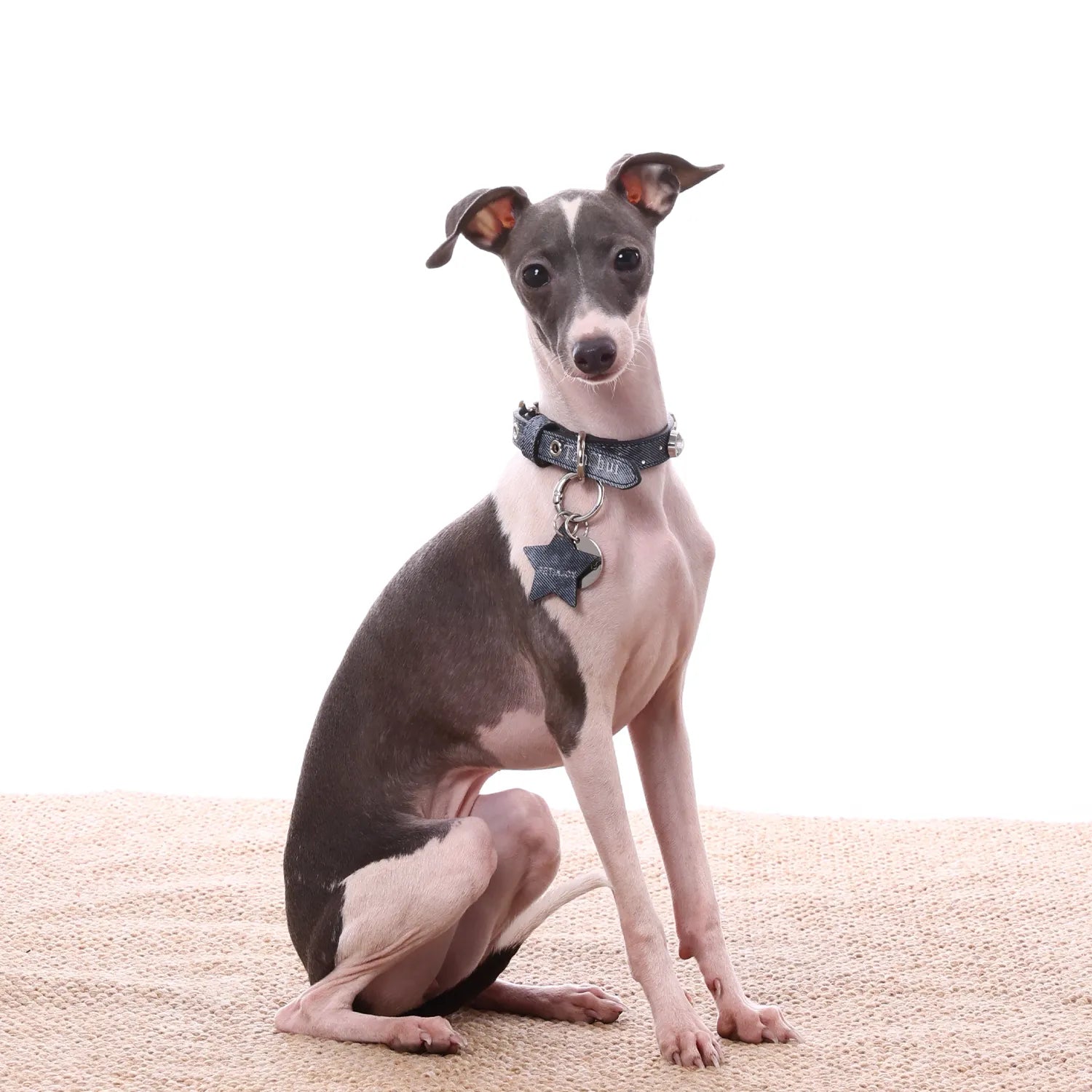A grey and white  Greyhound dog sits gracefully on a textured beige rug against a solid white background, wearing a stylish blue collar with a hanging star-shaped tag.