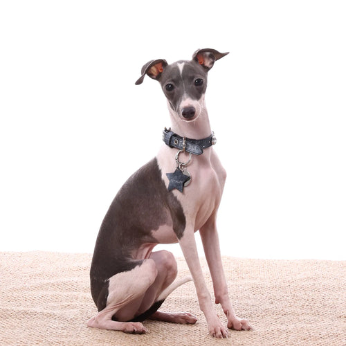 A grey and white  Greyhound dog sits gracefully on a textured beige rug against a solid white background, wearing a stylish blue collar with a hanging star-shaped tag.