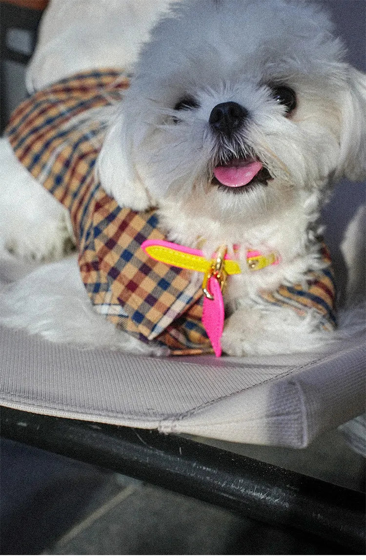 Ash white Italian calfskin leather collar on Italian Greyhound outdoor