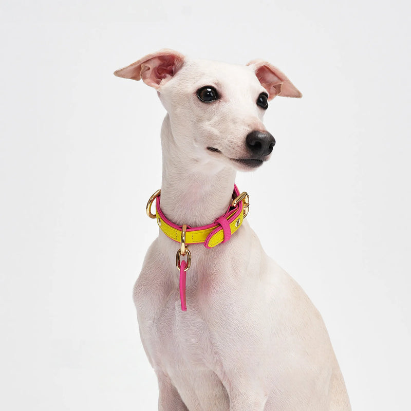 Italian calfskin leather collar four color collection display