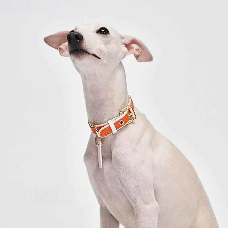 Orange and white Italian calfskin leather collar on Italian Greyhound