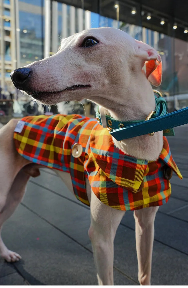 Orange white Italian calfskin leather collar walking view