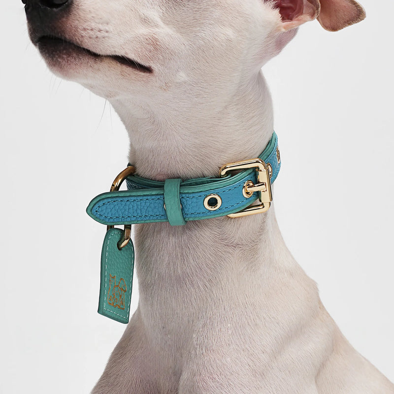 Sapphire blue Italian calfskin leather pet collar with gold hardware detail