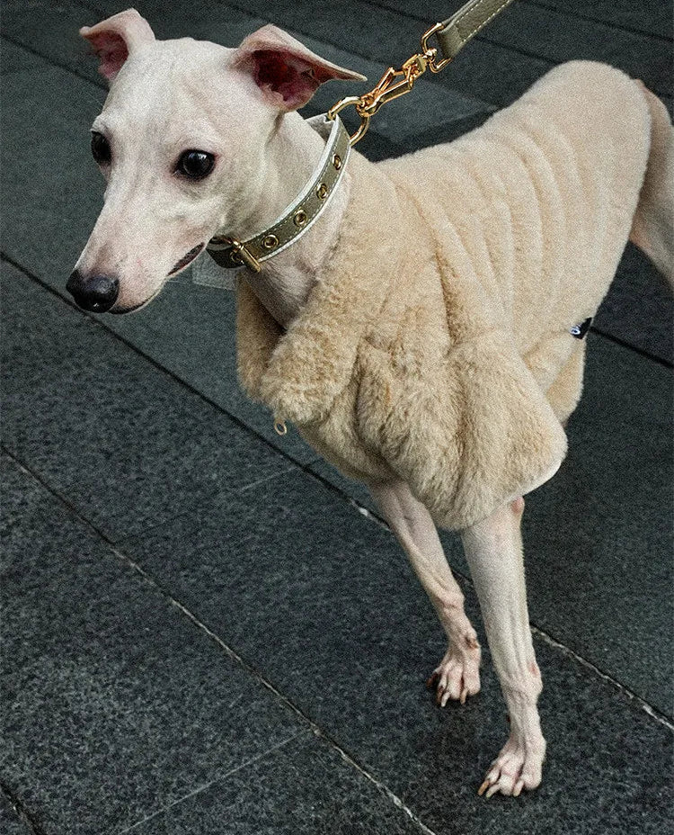 Yellow pink Italian calfskin leather collar on Italian Greyhound