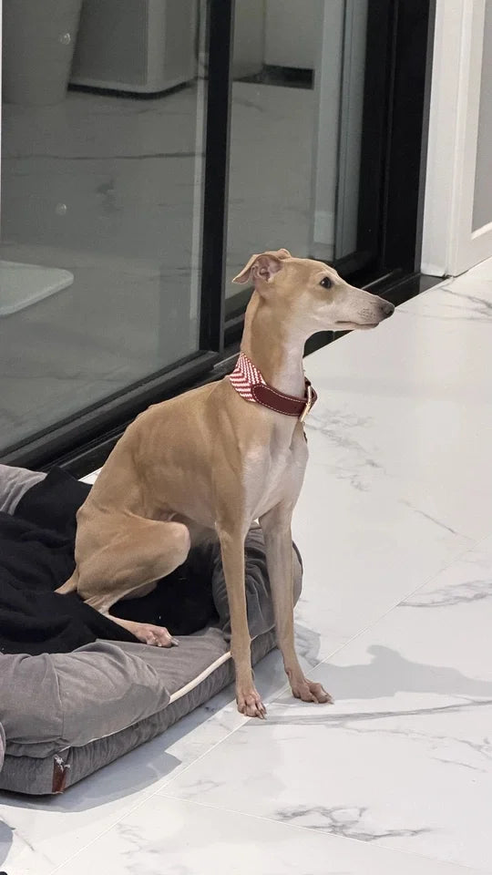 Luxury Herringbone dog collar - Italian Greyhound wearing brown leather collar with red plaid accent on grey dog bed