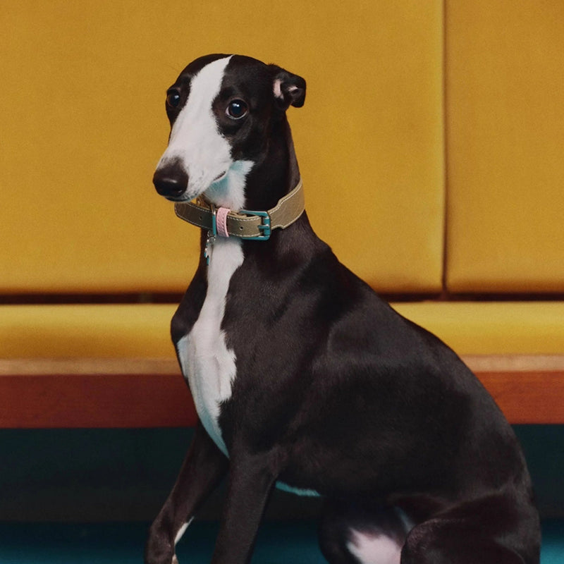 Khaki genuine leather wide-band collar on greyhound - fashion editorial style