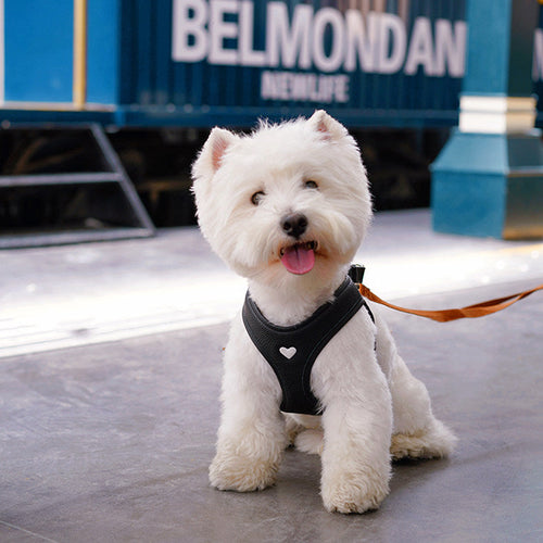 Top-grain calfskin leather dog harness in black - front view on white westie