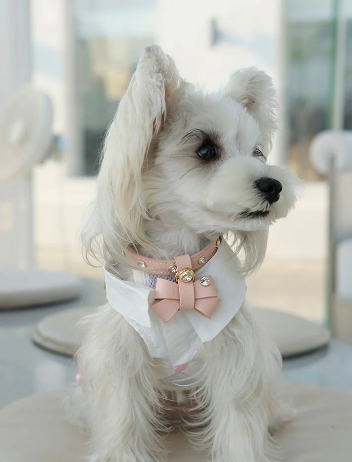 Detail of rhinestone studs and white stitching on leather pet collar