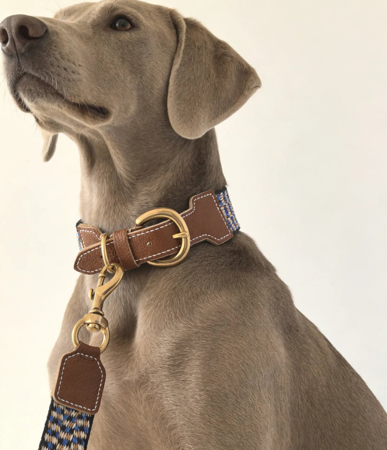 A Weimaraner dog wearing a Sumlee Pet premium top-grain brown leather and blue-gold woven dog collar with a matching leash featuring solid brass hardware.