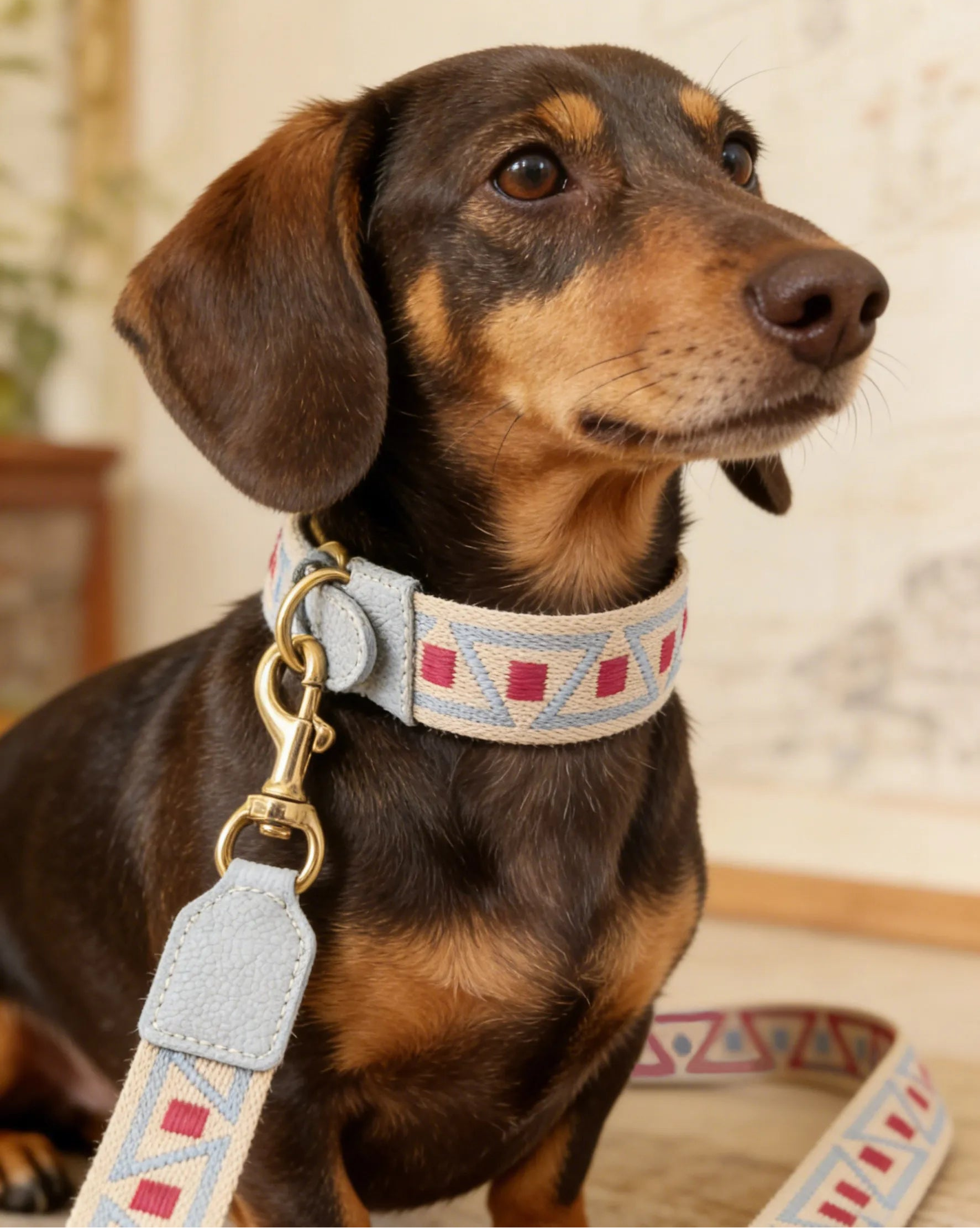 A close-up of a small brown dachshund wearing a stylish litchi grain leather dog collar and matching leash featuring a woven cream, blue, and pink geometric pattern.