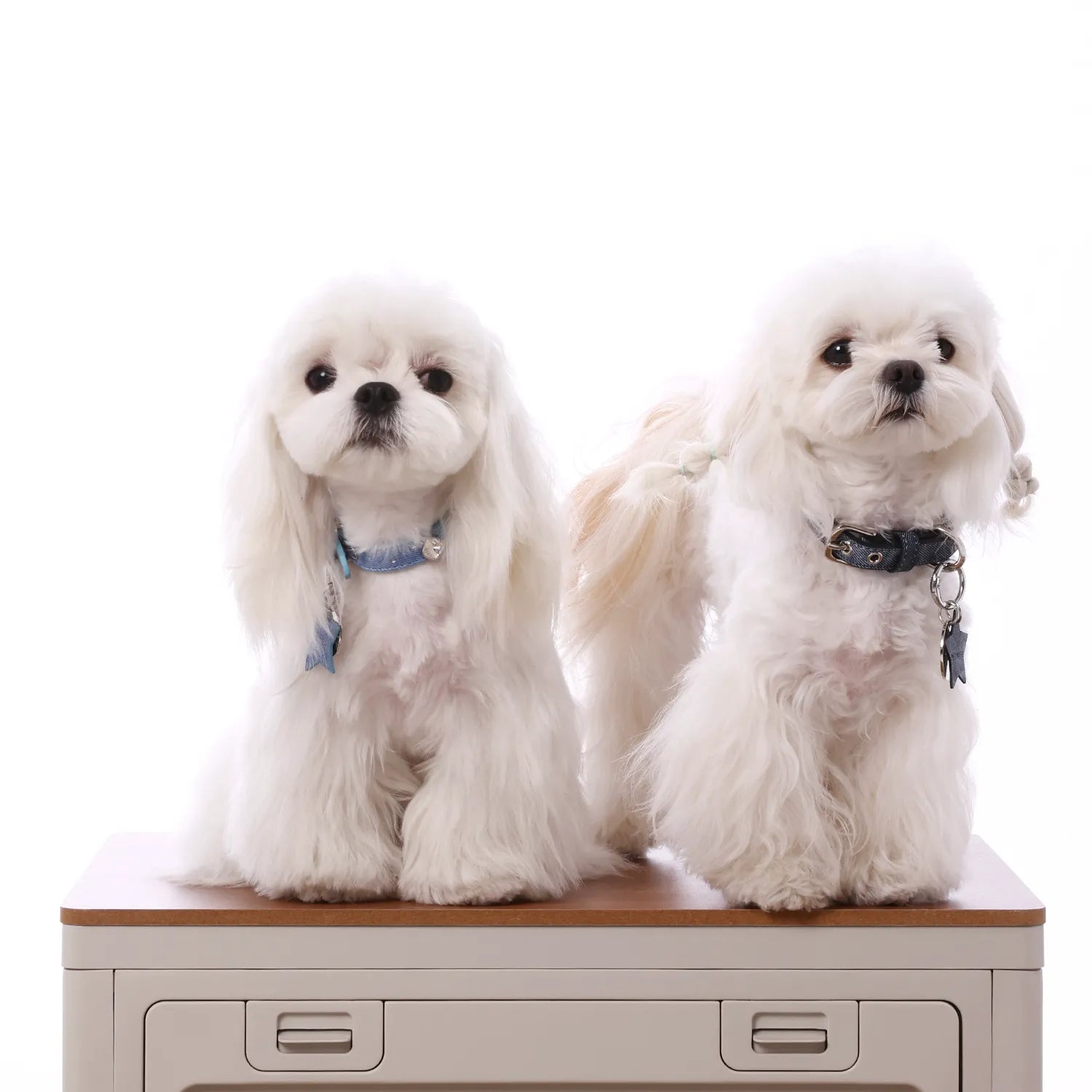 Two fluffy white Maltese dogs sitting and standing together on a light wood-topped desk against a clean white background, wearing stylish blue and denim collars.