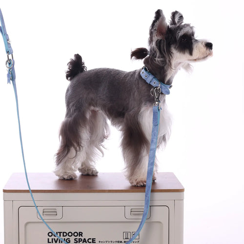 A salt and pepper Miniature Schnauzer puppy stands on a storage bin, showcasing a light blue denim dog collar and matching leash with silver metal hardware.