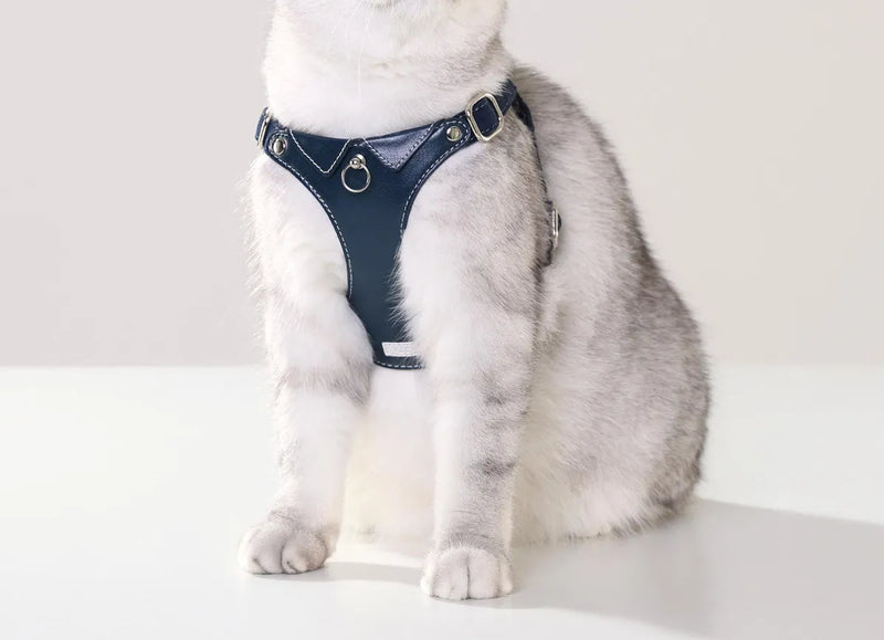 A fluffy grey and white tabby cat wearing a stylish navy blue leather vest-style harness with silver metal buckles and white decorative stitching.