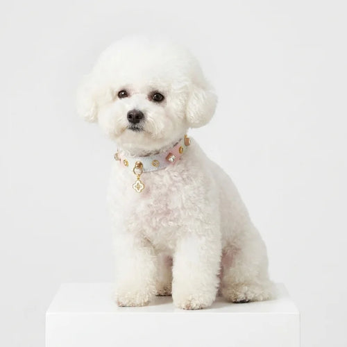 Luxury Shimmering Crystal Dog Collar - Bichon Frise wearing pastel gradient collar with gold studs and four-leaf clover charm