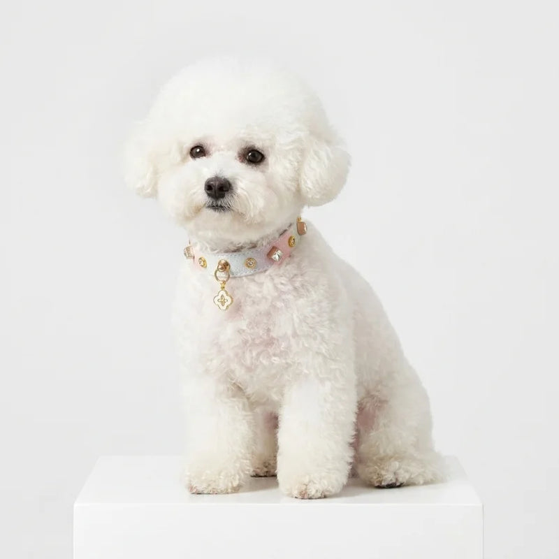 Luxury Shimmering Crystal Dog Collar - Bichon Frise wearing pastel gradient collar with gold studs and four-leaf clover charm