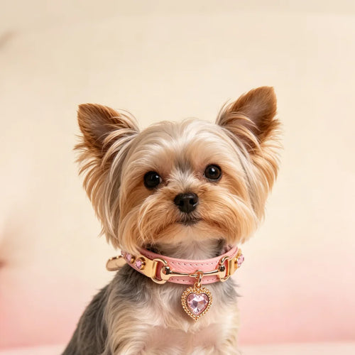 Yorkshire Terrier wearing PawAura Heart Crystal pink leather collar with heart pendant