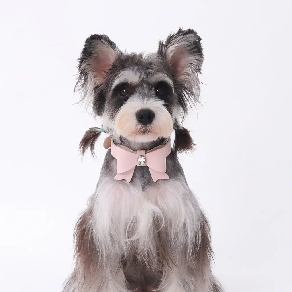 Small dog wearing a  light pink  leather collar featuring a large bow with a crystal jewel. 